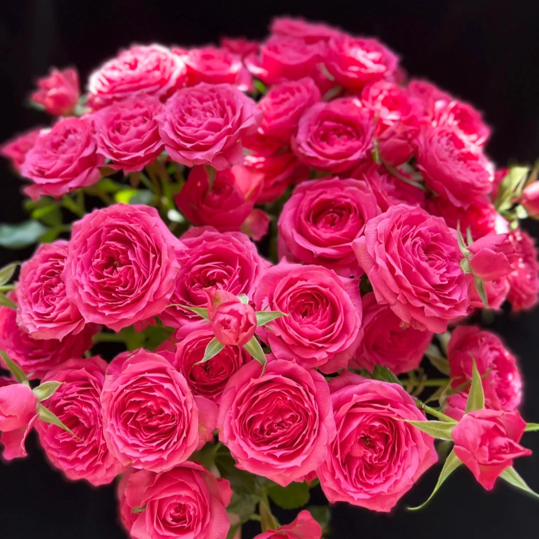 【苏菲多头玫瑰】玫红色多头玫瑰苏菲泡泡10支  包邮（涛）