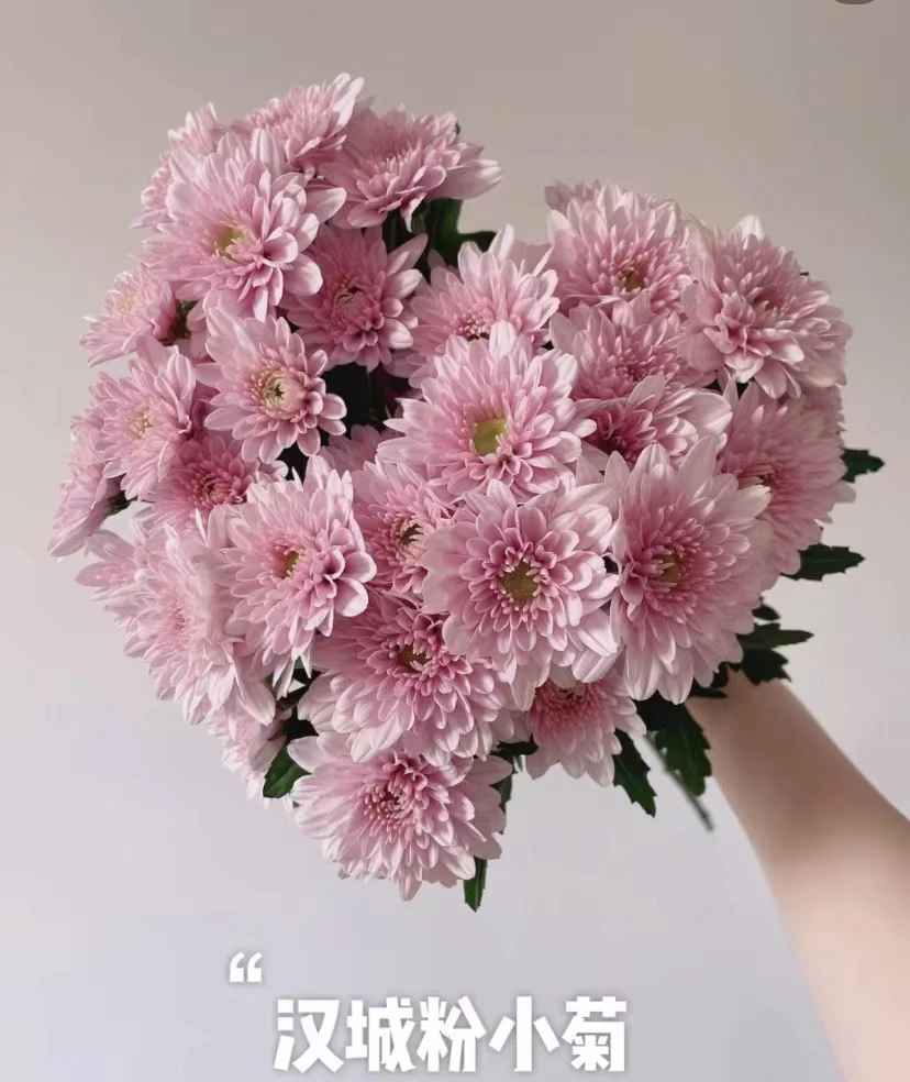 【汉城粉小雏菊】汉城粉小雏菊10枝 包邮（涛）