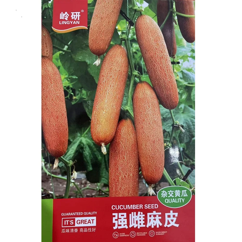 强雌麻皮老黄瓜籽丫丫有瓜结的多味酸质脆炝拌熘炒爽口老黄瓜种子