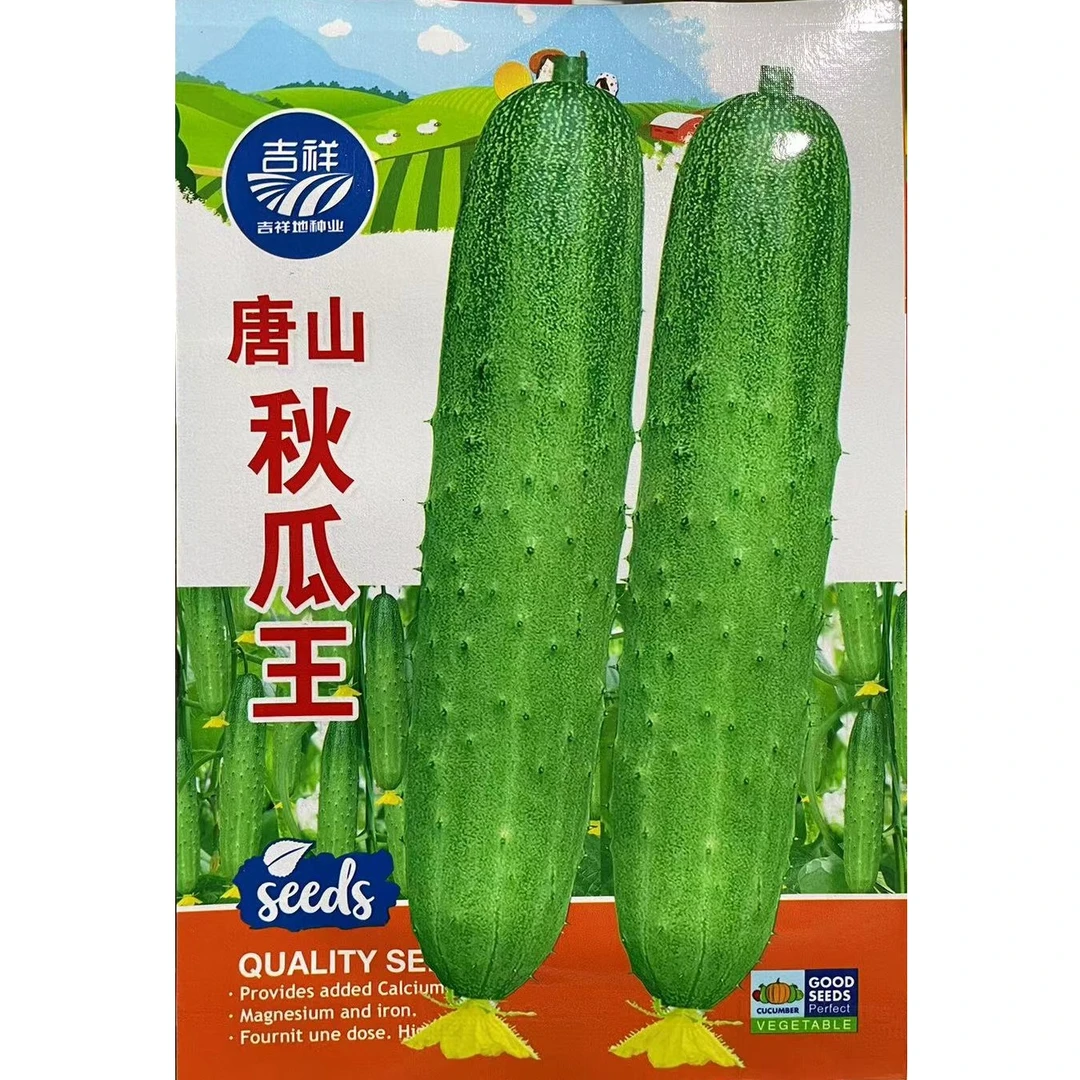 唐山秋瓜王种子秋黄瓜籽晚黄瓜老来绿种子