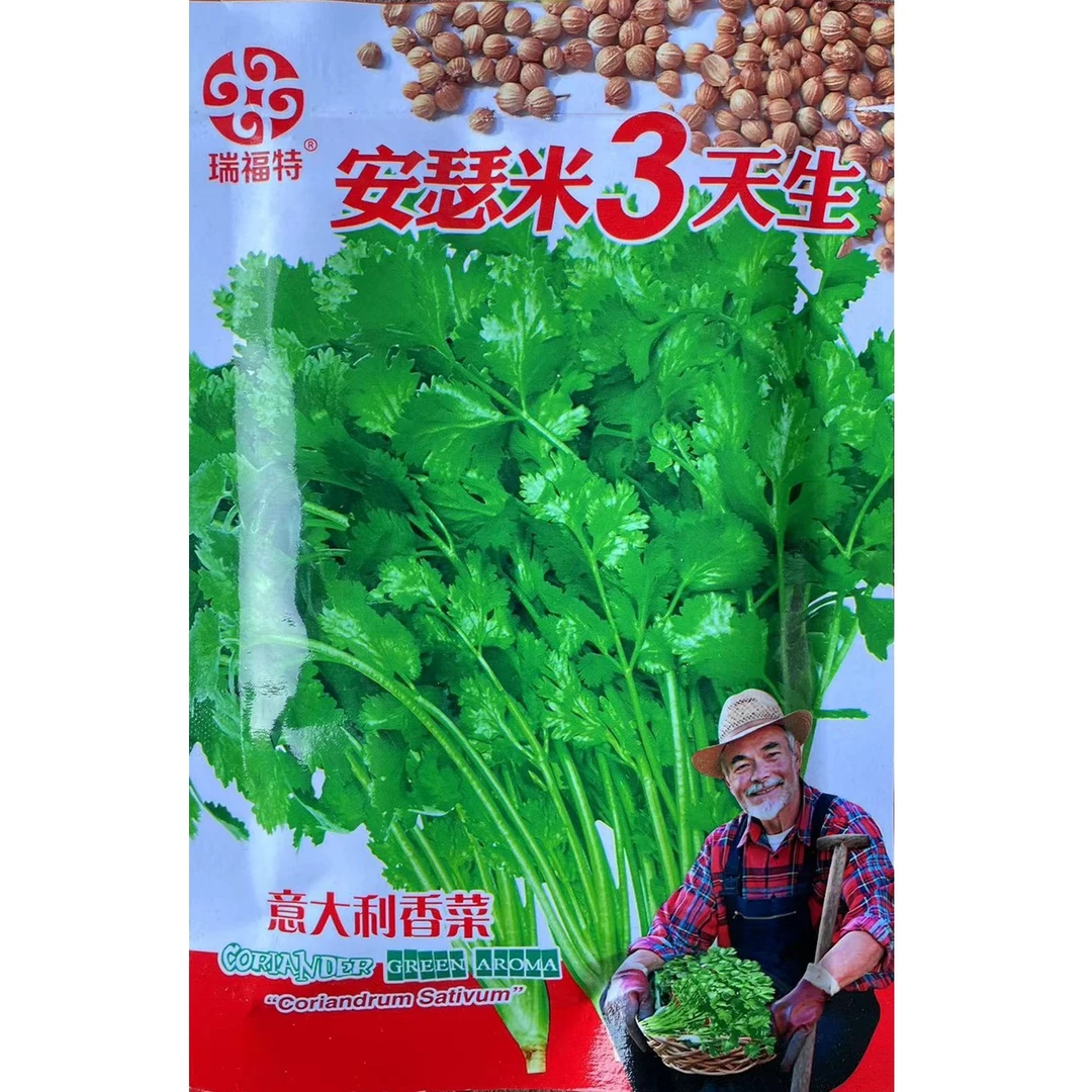拍一发二安瑟米3天生意大利香菜大叶抗抽苔浓香四季可种香菜籽