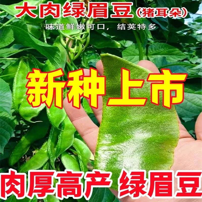 绿眉豆猪耳朵眉豆种子