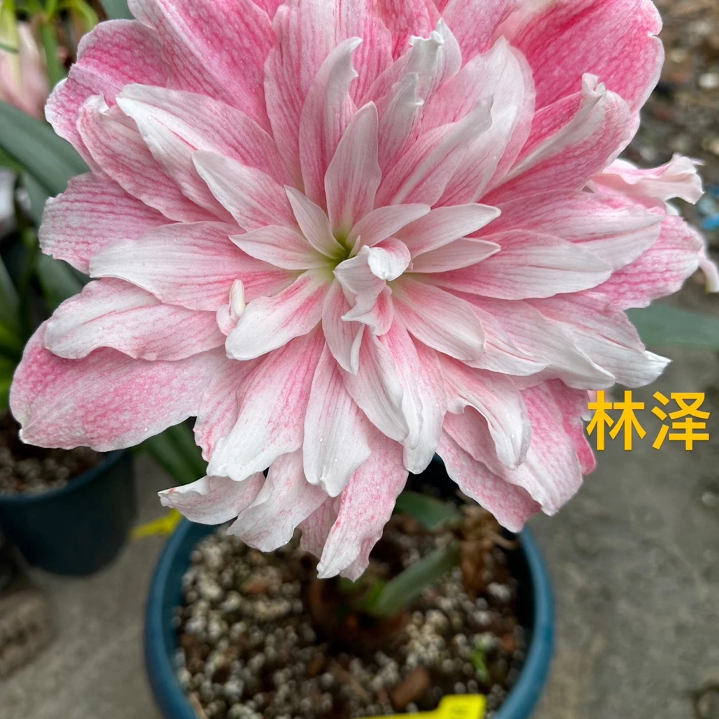 国内杂交 多多 新品朱顶红带盆发货（0度以下及偏远地区请先沟通）