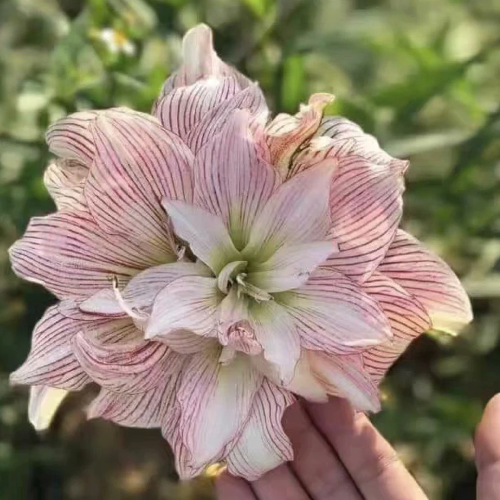 神魂颠倒 朱顶红小苗带盆发货盆栽（0度以下及偏远请先沟通）
