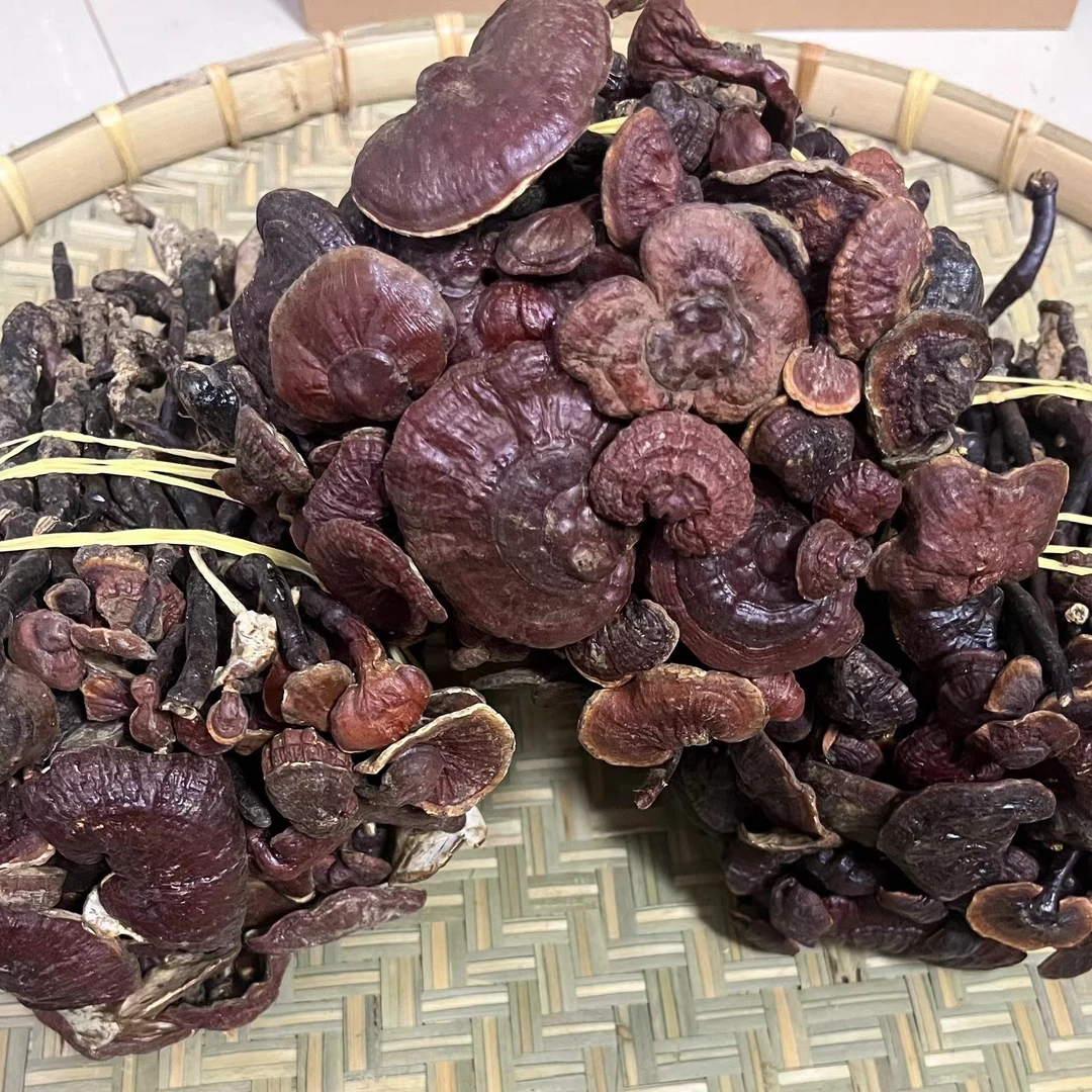 【灵芝王】新鲜精选无硫煮水养生 可搭配石斛煲水