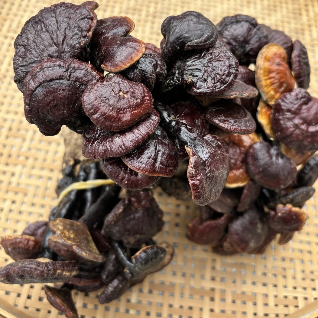 峄益堂小红芝  煲汤煮水  农产品 可搭配麦冬煮水