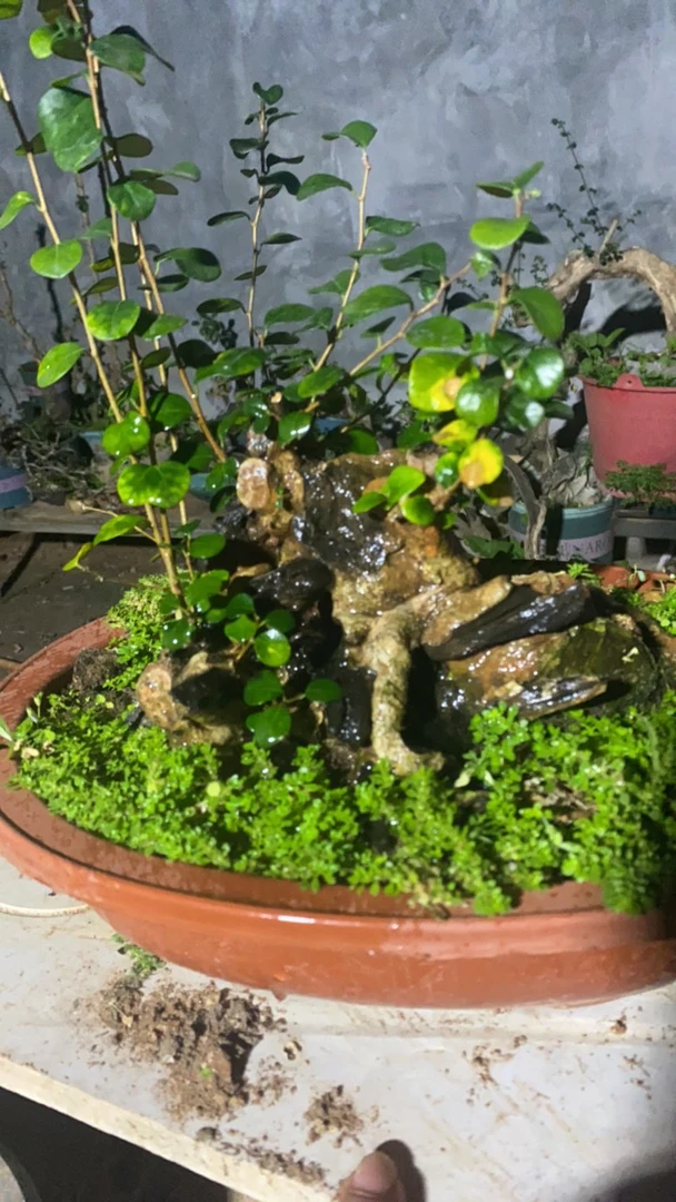 海南博兰，老桩头，老桩头，老桩头。