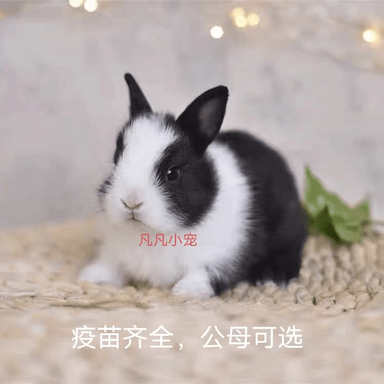 道奇兔,新西兰肉兔食用兔兔肉可发货大型肉兔健康自家繁殖包活