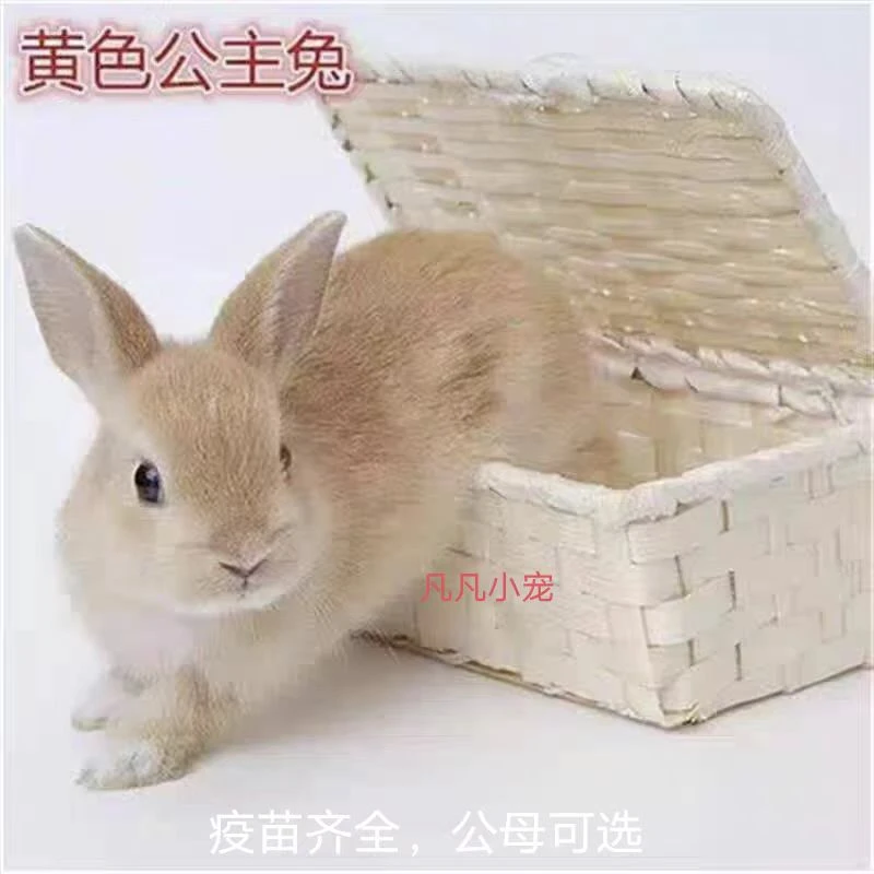 公主兔新西兰肉兔小黑兔包邮包健康食用肉兔可发活黄色兔大型肉兔