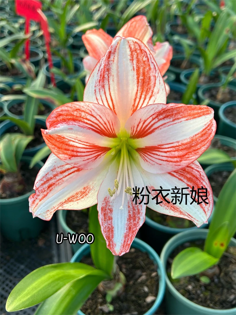 悠暖花开 朱顶红种子 白肋商品球X自育杂交重瓣精品专属链接,慎拍