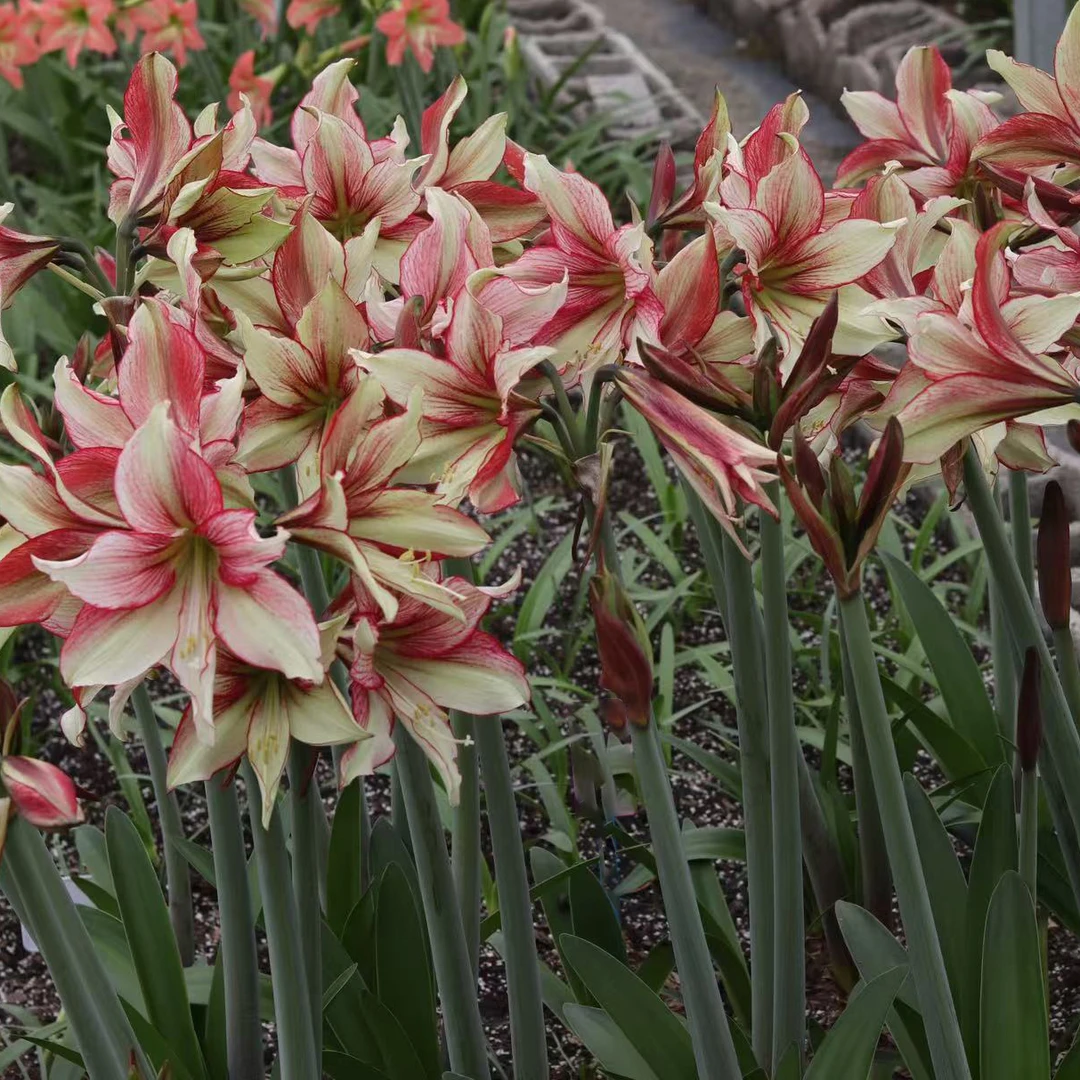 【悠暖花开】 自育朱顶红轰动 种球球根植物 路风杂交 自然球花后球