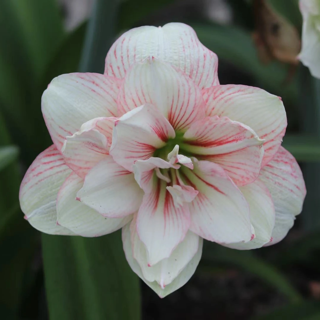 【悠暖花开】婚纱 朱顶红球根种球国内自育瓣化好 重瓣白肋