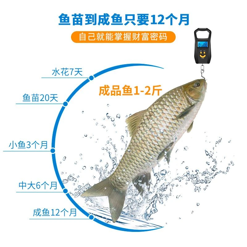 特大清波鱼批发中华倒刺鲃乌鳞青板鱼四川重庆活体淡水宠物观赏鱼