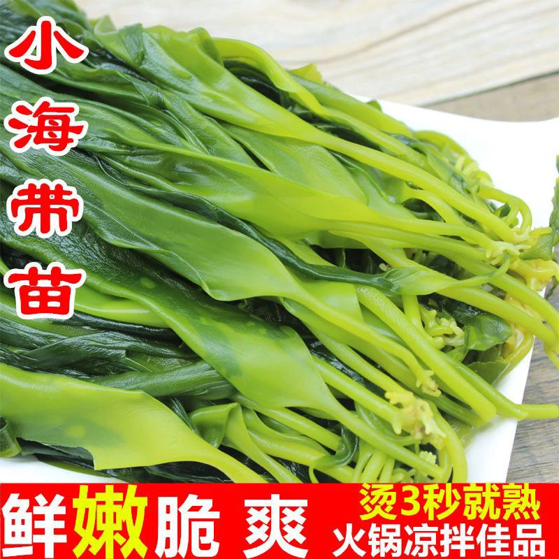 霞浦海带苗脆嫩凉拌盐渍翠绿爽滑可用于煲汤火锅