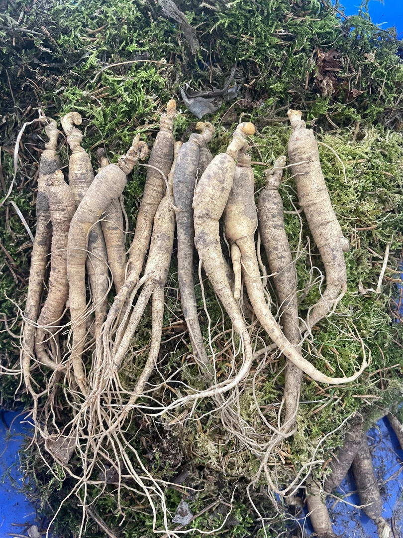 新鲜人参5-8g 20支装 长白山人参 泡水 煲汤 泡酒