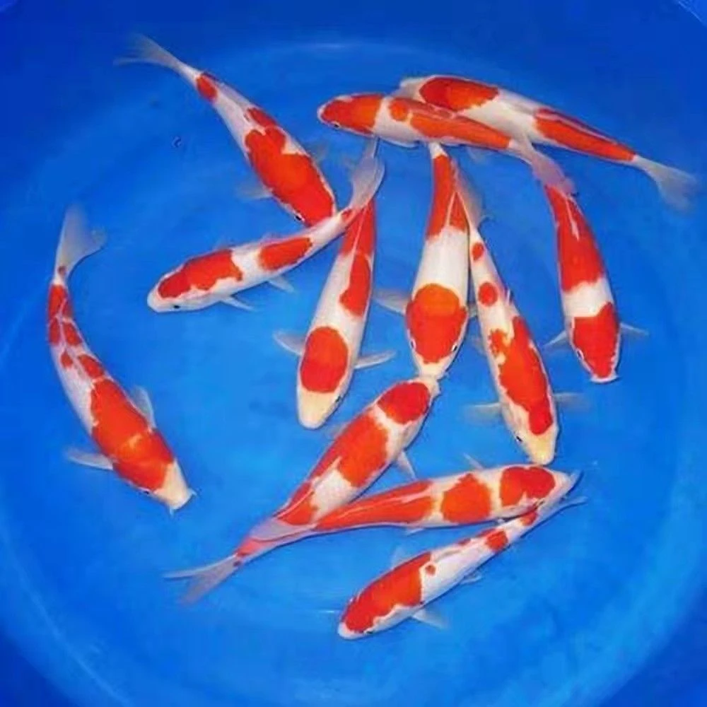 锦鲤观赏鱼红白三色龙系辉龙大正孔雀秋翠昭和菲写冷水鱼好养耐活