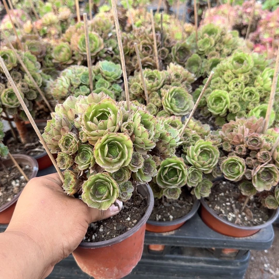 圆叶必火多肉11cm盆对比当天满18包邮