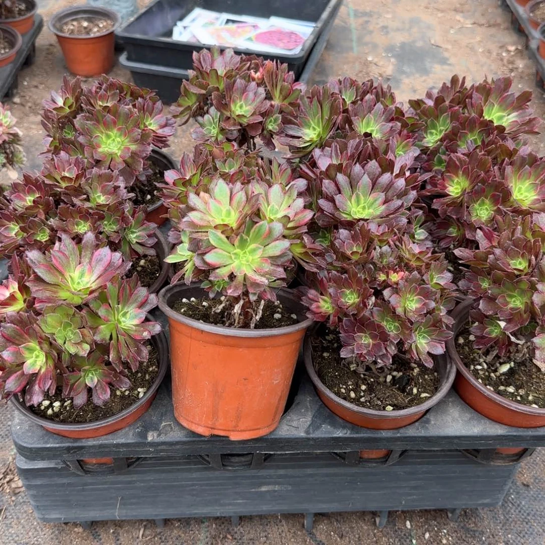 安娜11cm盆对比当天满18包邮