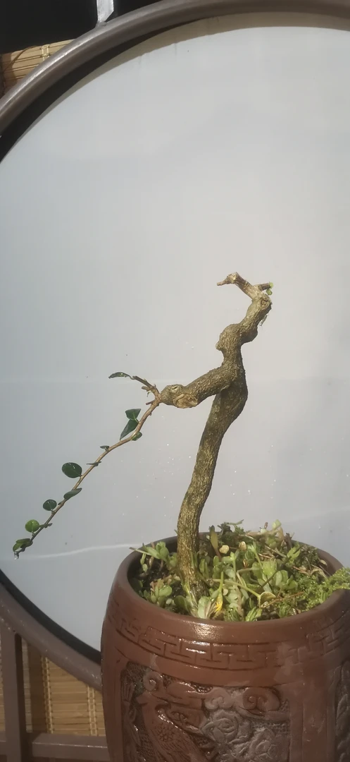 海南博兰  一物一拍  博兰精品盆景