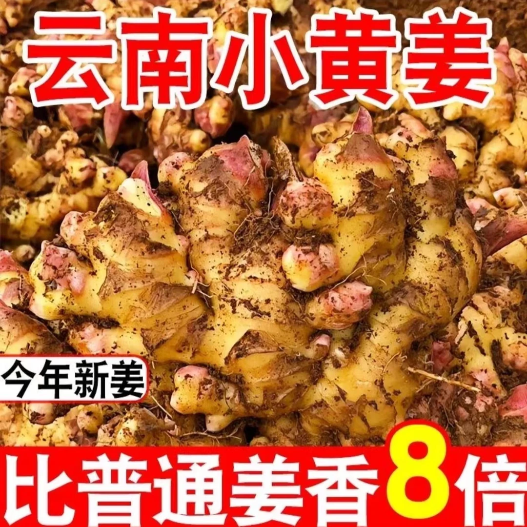 云萃百云南小黄姜 现挖新姜生姜嫩姜 1/3/5/9斤装产地直销