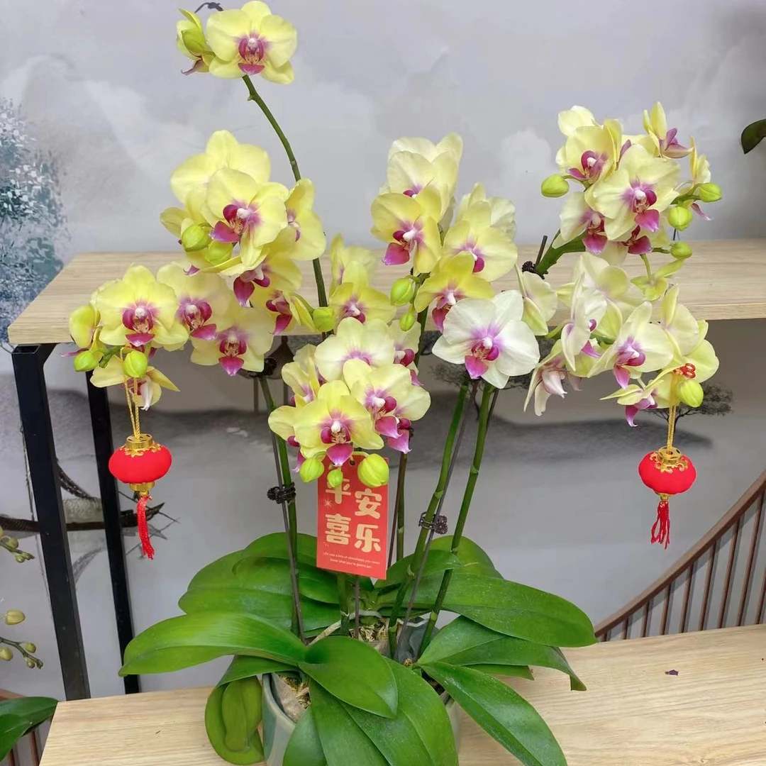 【朝日0306-新店福利】蝴蝶兰基地批发精品带盆植物好养活送礼观赏