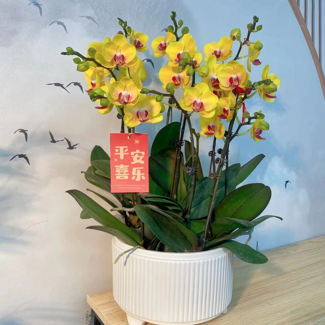 【金玉满堂-新店福利】蝴蝶兰基地批发精品带盆植物好养活送礼观赏