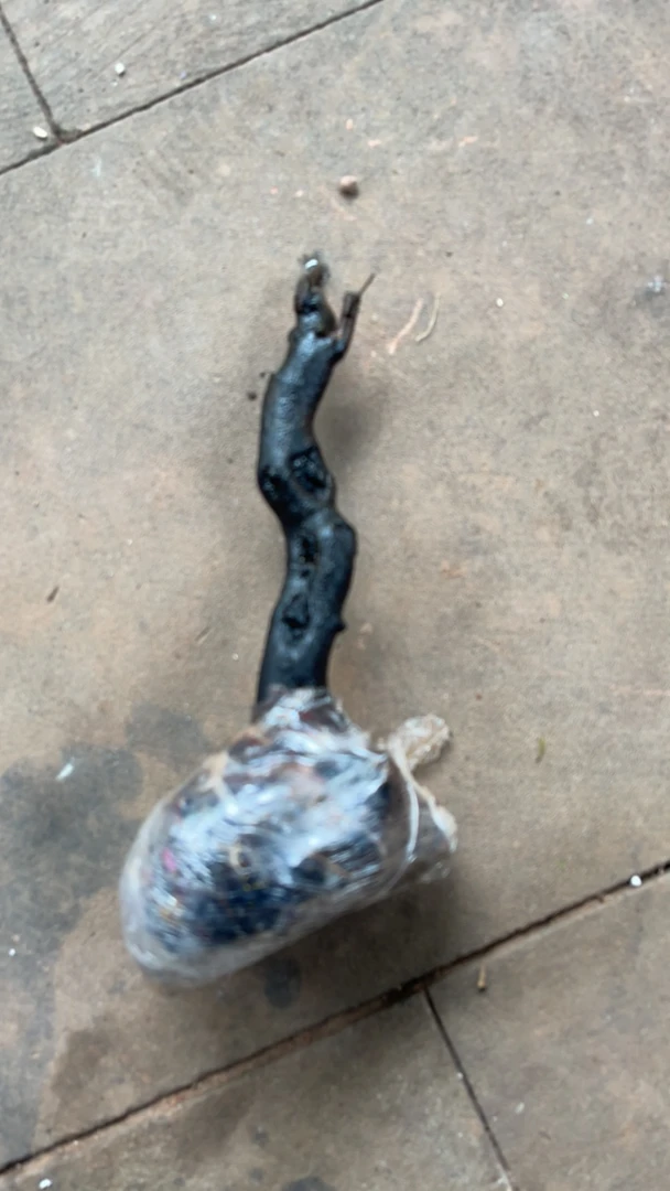 金弹子/瓶兰花/黑塔子、一物一拍直播链接（乱拍不发货）正常光照