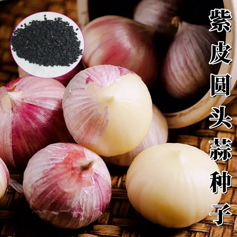 抢!【三袋】紫皮蒜种子易活种阳台庭院蒜种籽盆栽植田园生活蒜籽