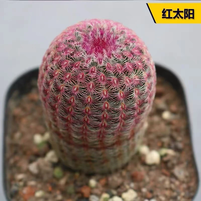 小号实生根红太阳 4cm左右 小仙人柱