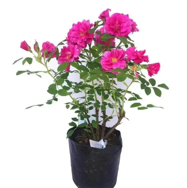 可食玫瑰花苗山东平阴玫瑰牙贴玫瑰可盆栽地栽