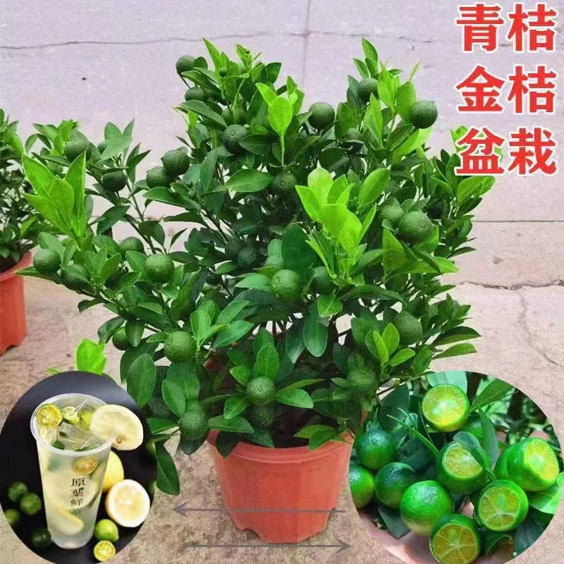 海南小金桔柠檬苗树苗青金桔广东香水柠檬苗南北方种植四季结果
