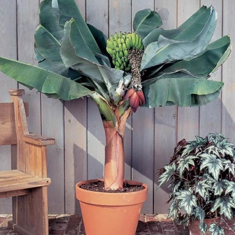 芭蕉树苗矮化香蕉苗粉蕉苗当年结果中蕉9号苹果蕉南方小米蕉