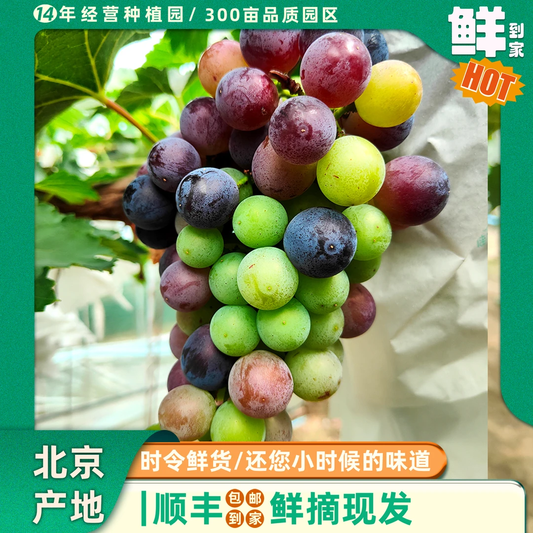 | 3斤 | “脆光”葡萄黄金酸甜比  满足独特的你