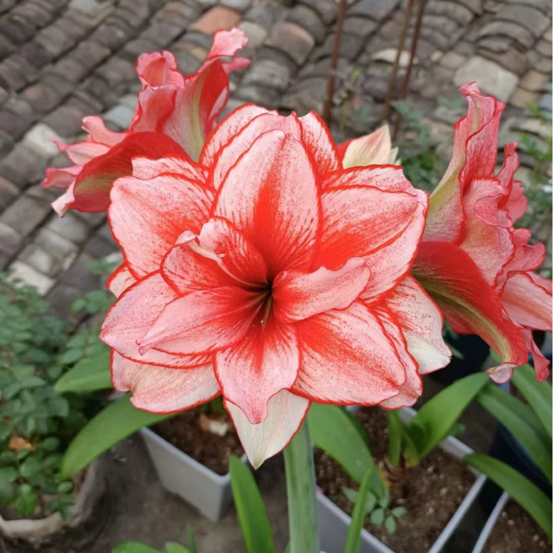 逸植朱顶红《鬼魅》重瓣种球