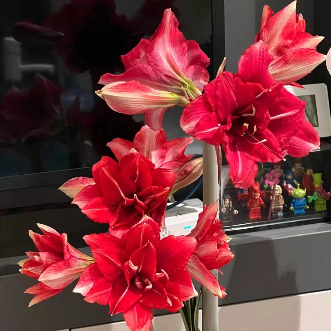 逸植朱顶红《国王》重瓣种球