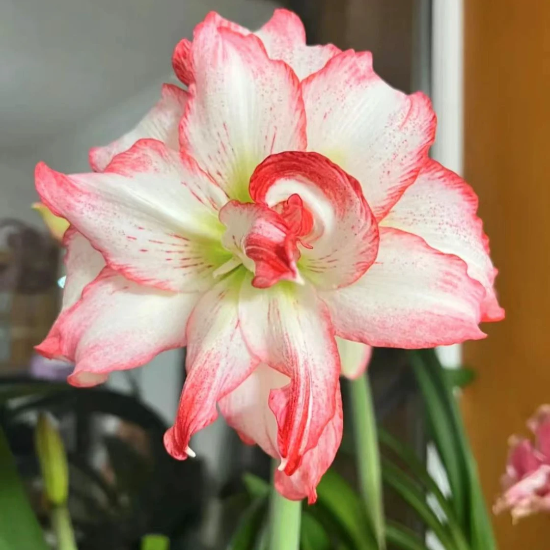 逸植朱顶红《双迹》重瓣种球