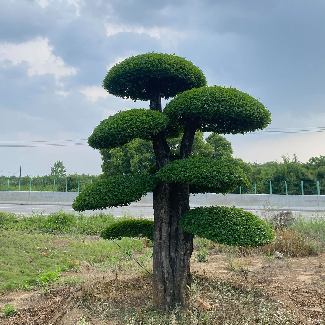 对节白蜡主播一物一拍中大型造型景观树对节白蜡庭院盆景实物养护