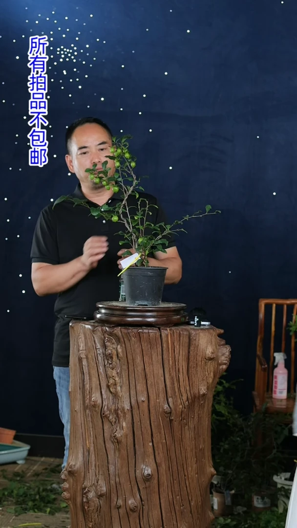 【闪购商品】红陶20CM（含）-50CM（不含）未知