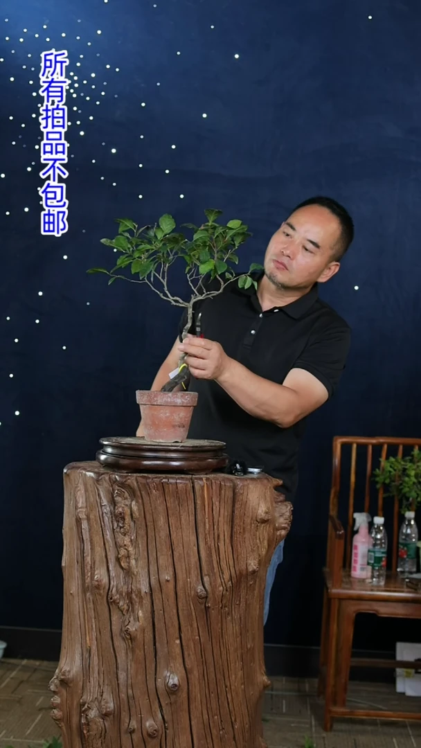 【闪购商品】红陶20CM（含）-50CM（不含）未知