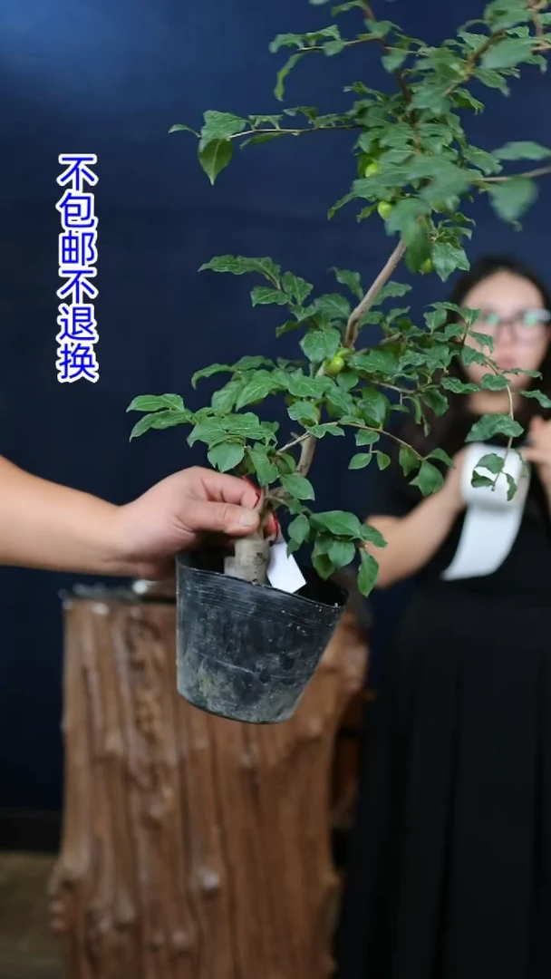 【闪购商品】红陶20CM（含）-50CM（不含）铃姬