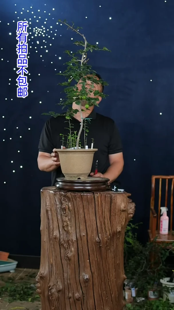 【闪购商品】红陶20CM（含）-50CM（不含）红大和