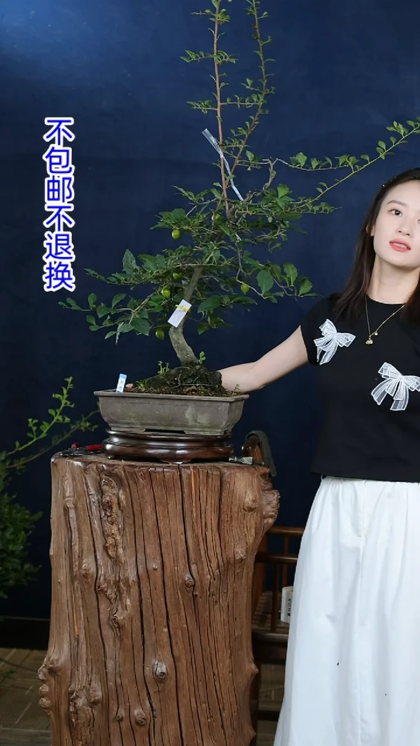 【闪购商品】红陶20CM（含）-50CM（不含）琴樱