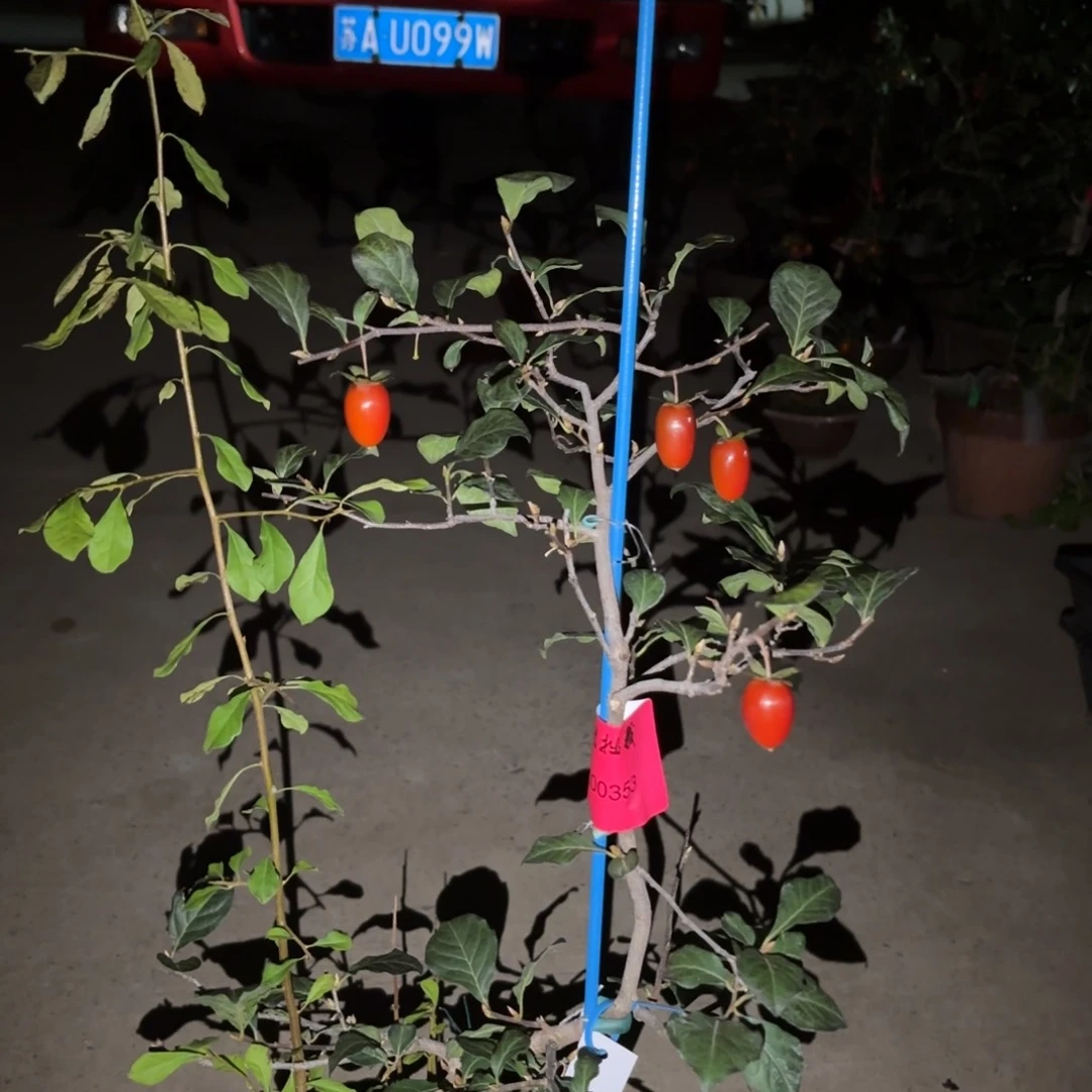 红陶20CM(含)-50CM(不含)