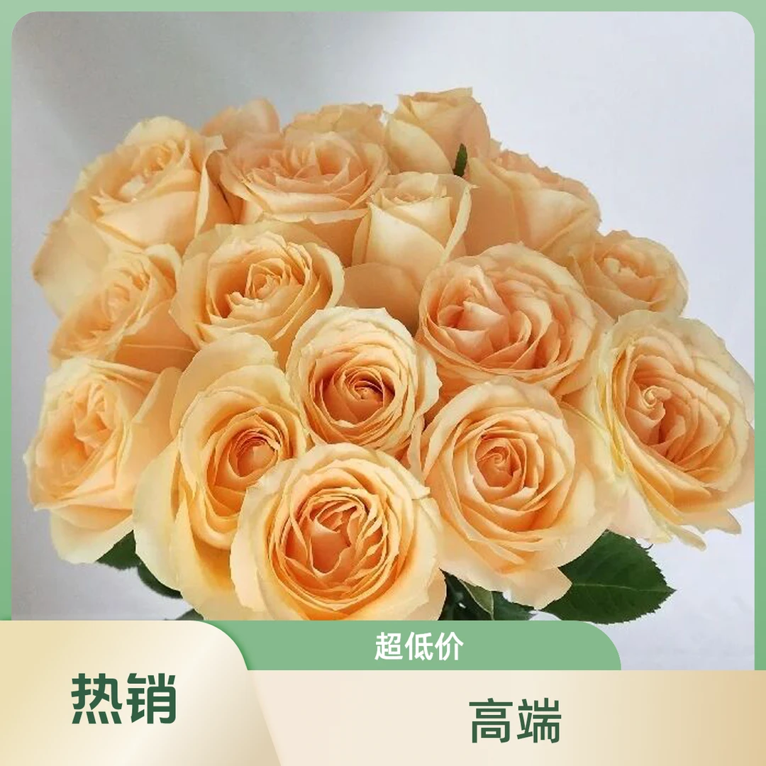 单头玫【香槟玫瑰】送人佳选 任意两单顺丰包邮