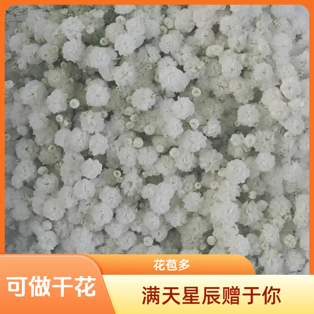 【白色满天星2扎】鲜花彩色小花束