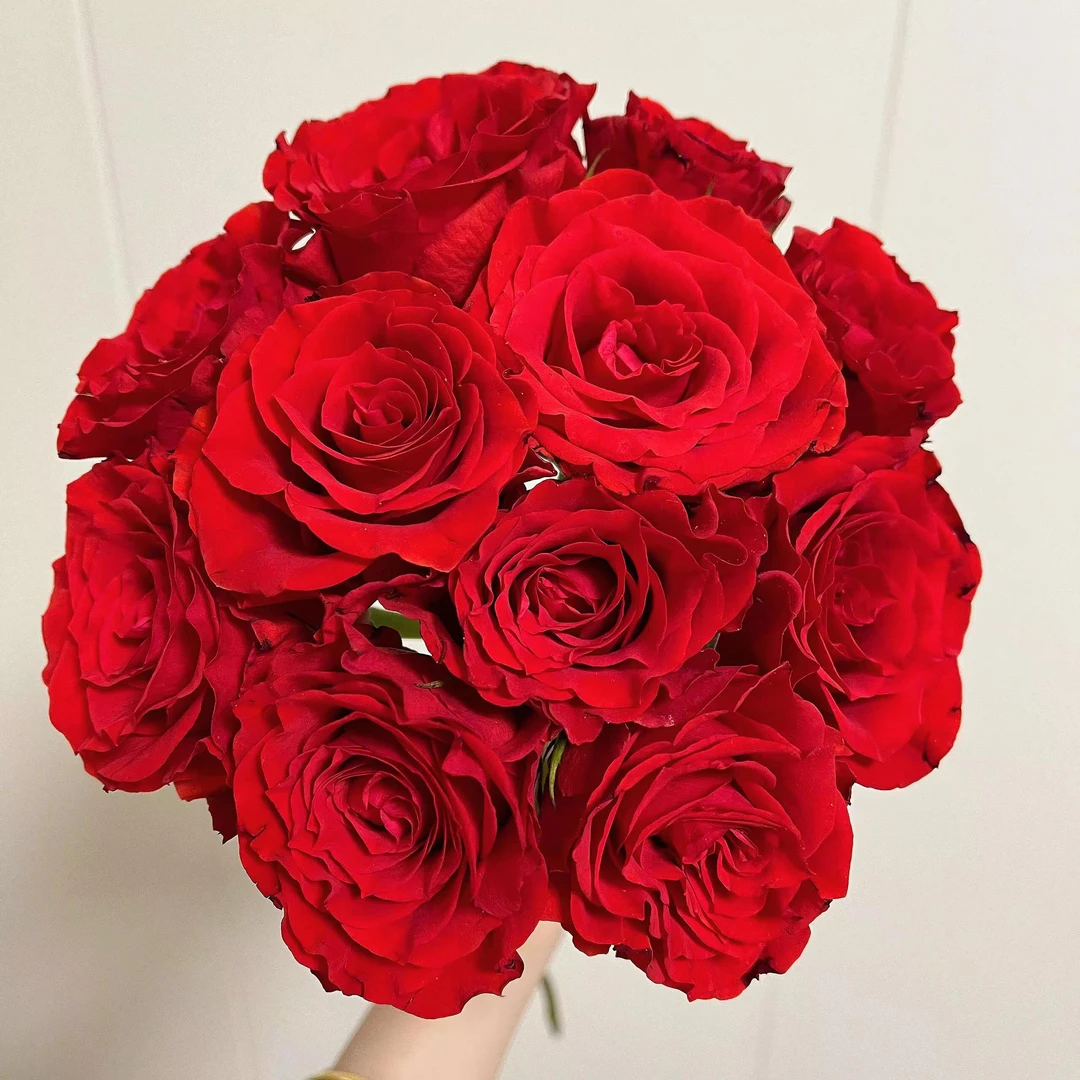 【珍爱玫瑰】红玫瑰送人佳选插花云南鲜花基地直发任意两单顺丰发货
