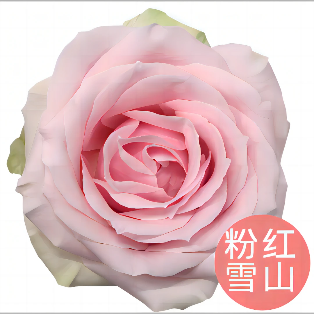 单头玫【粉红雪山】云南鲜花基地直发居家插花 任意两单顺丰包邮