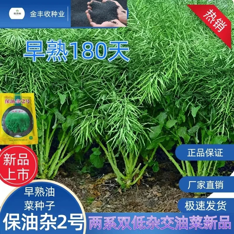 早熟油菜籽180天油菜种子黑籽油菜种子高产 早熟高油抗害大荚油菜