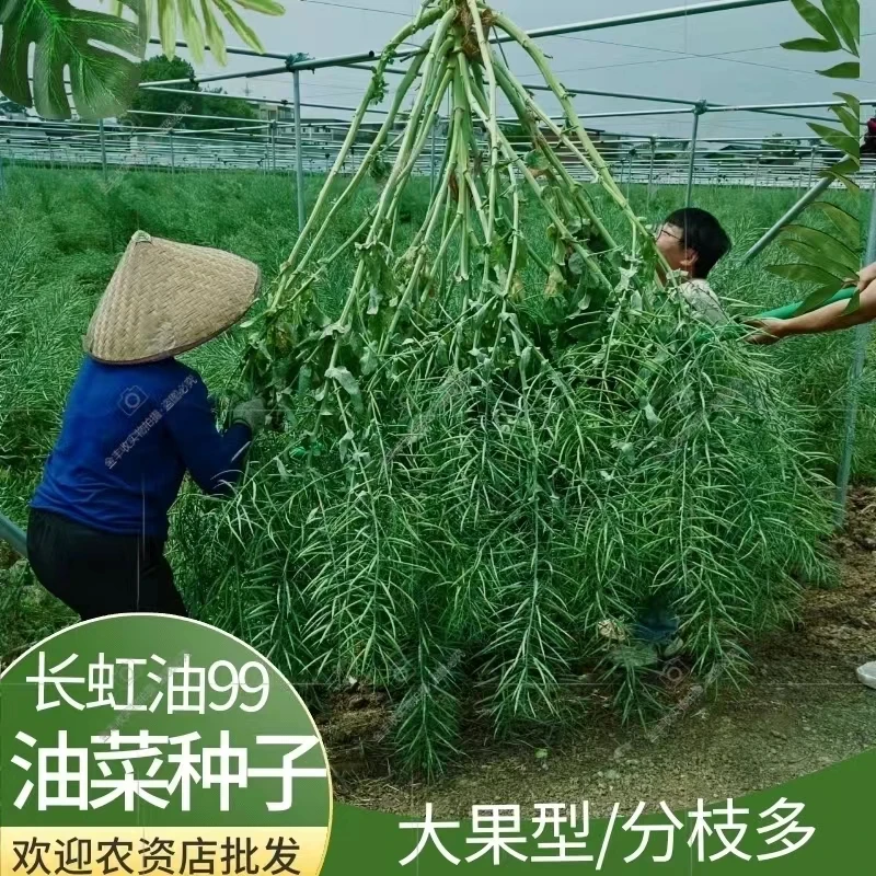 长虹油99易机收杂交矮杆产量种子高产抗病秋季正品优质产量种籽子