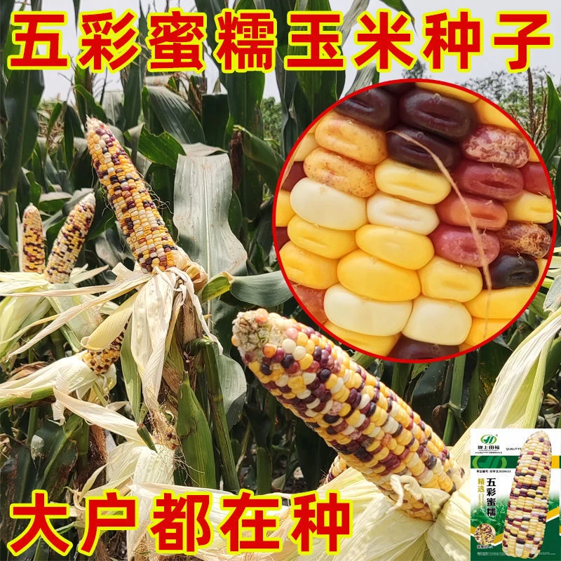 五彩甜加糯玉米种子四季高产耐热粘糯甜玉米种籽大田播种蔬菜超甜